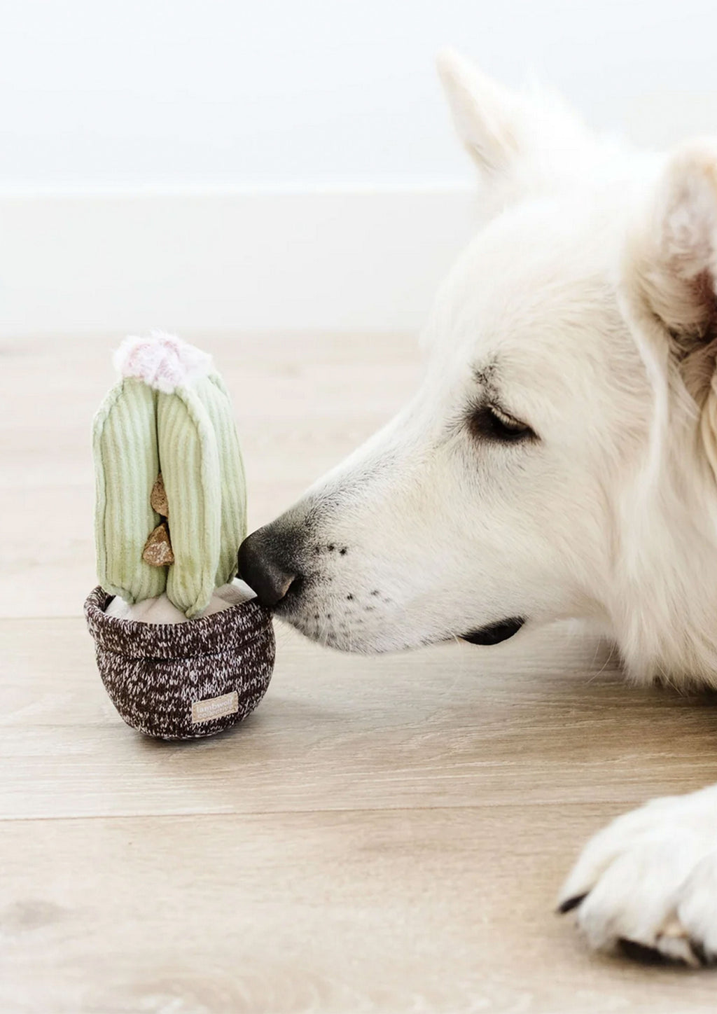 CACTUS Snuffle + Squeaky