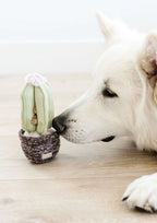 CACTUS Snuffle + Squeaky