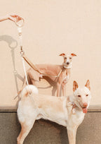DIVI Split Leash Add On