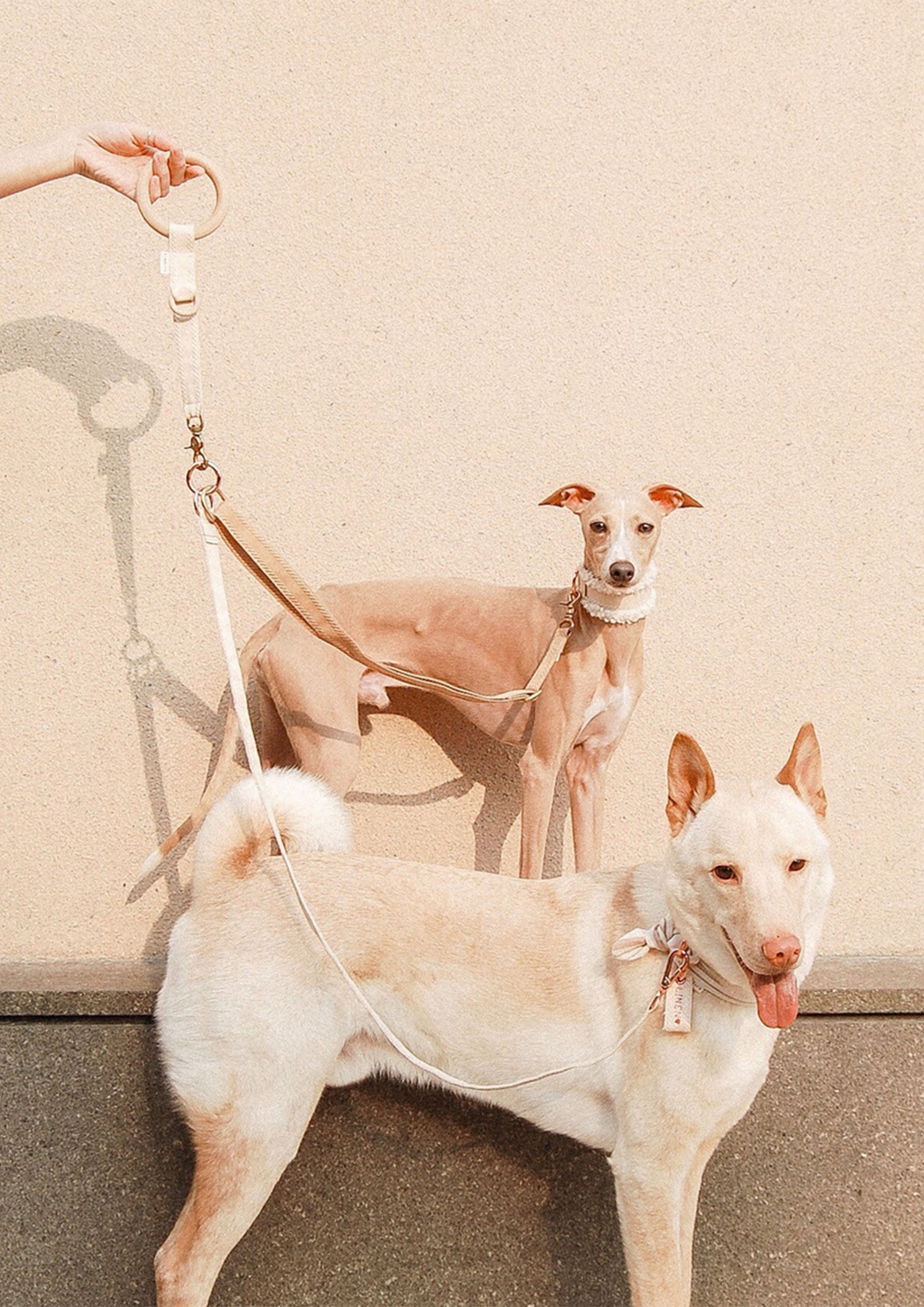DIVI Split Leash Add On
