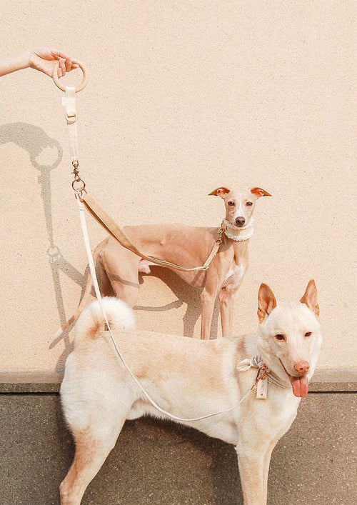 DIVI Split Leash Add On
