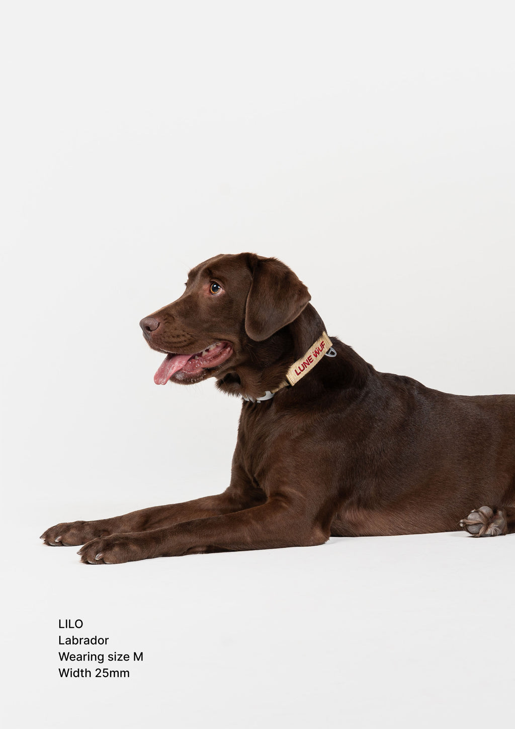 Buckle Martingale (Sand Dune)