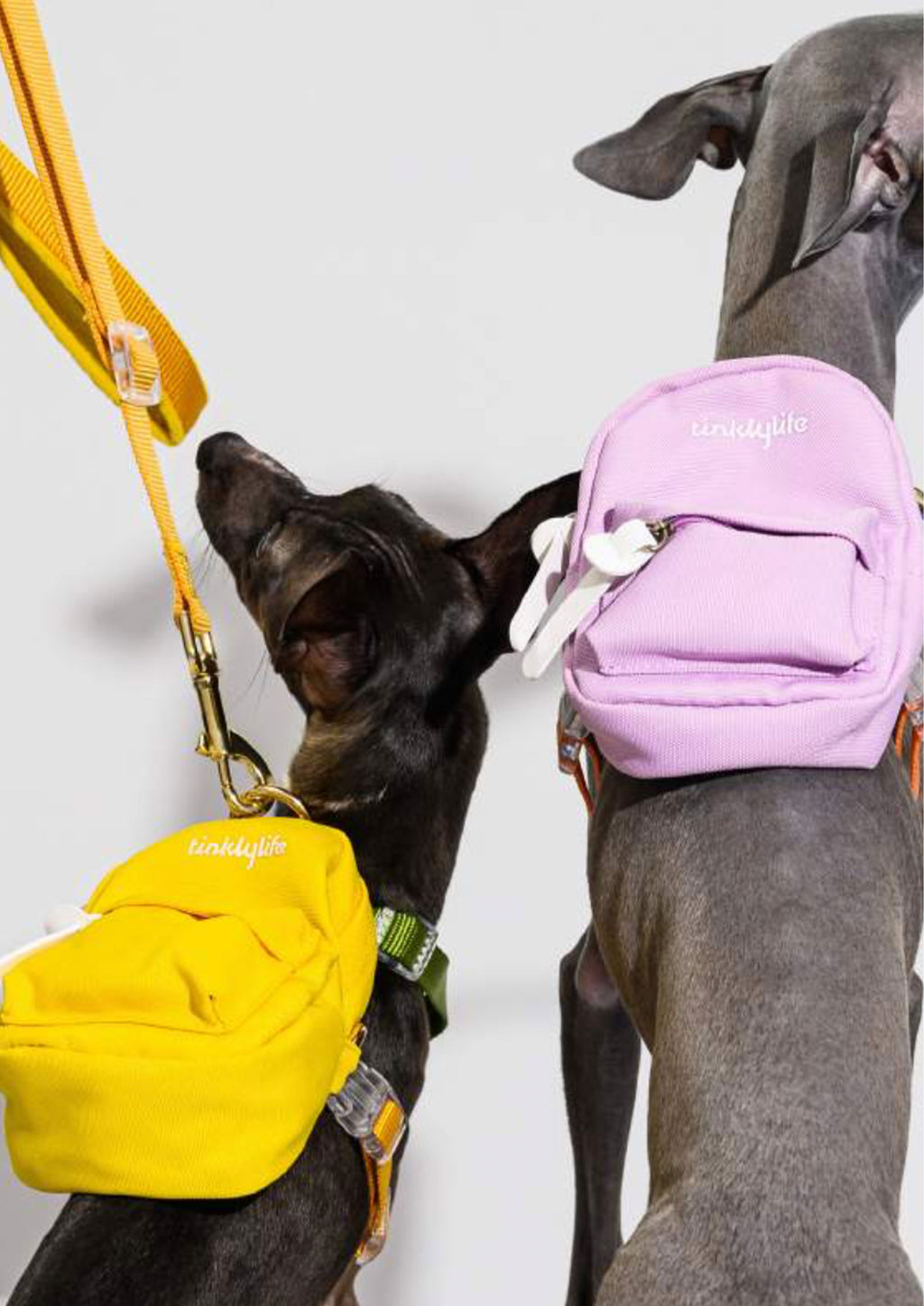 The Backpack
