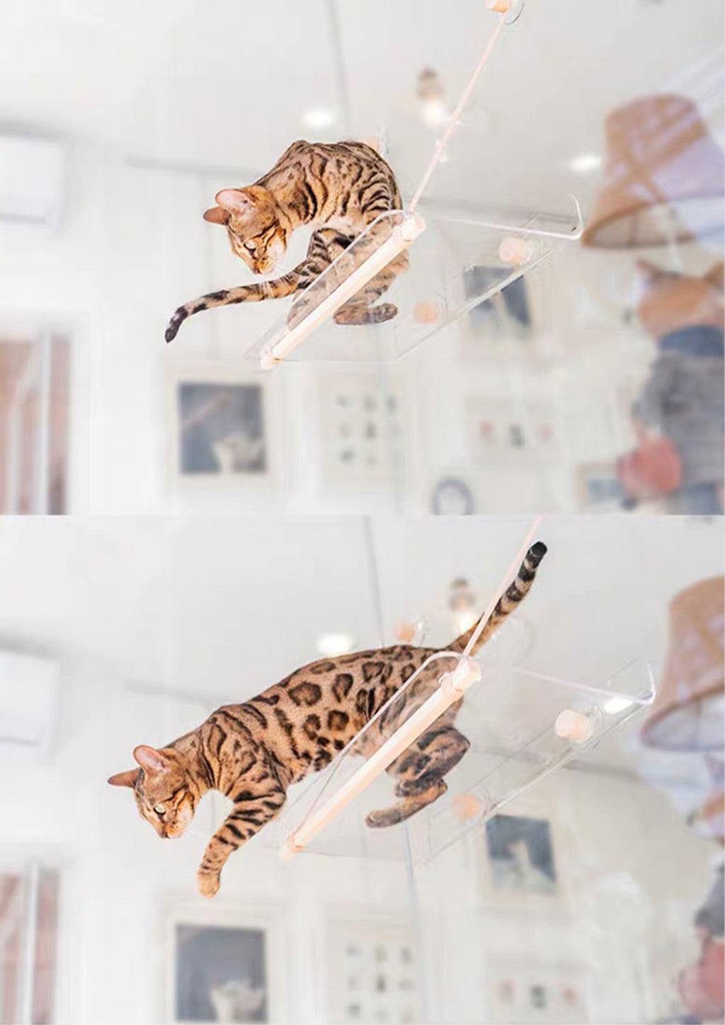Invisible Cat Hammock