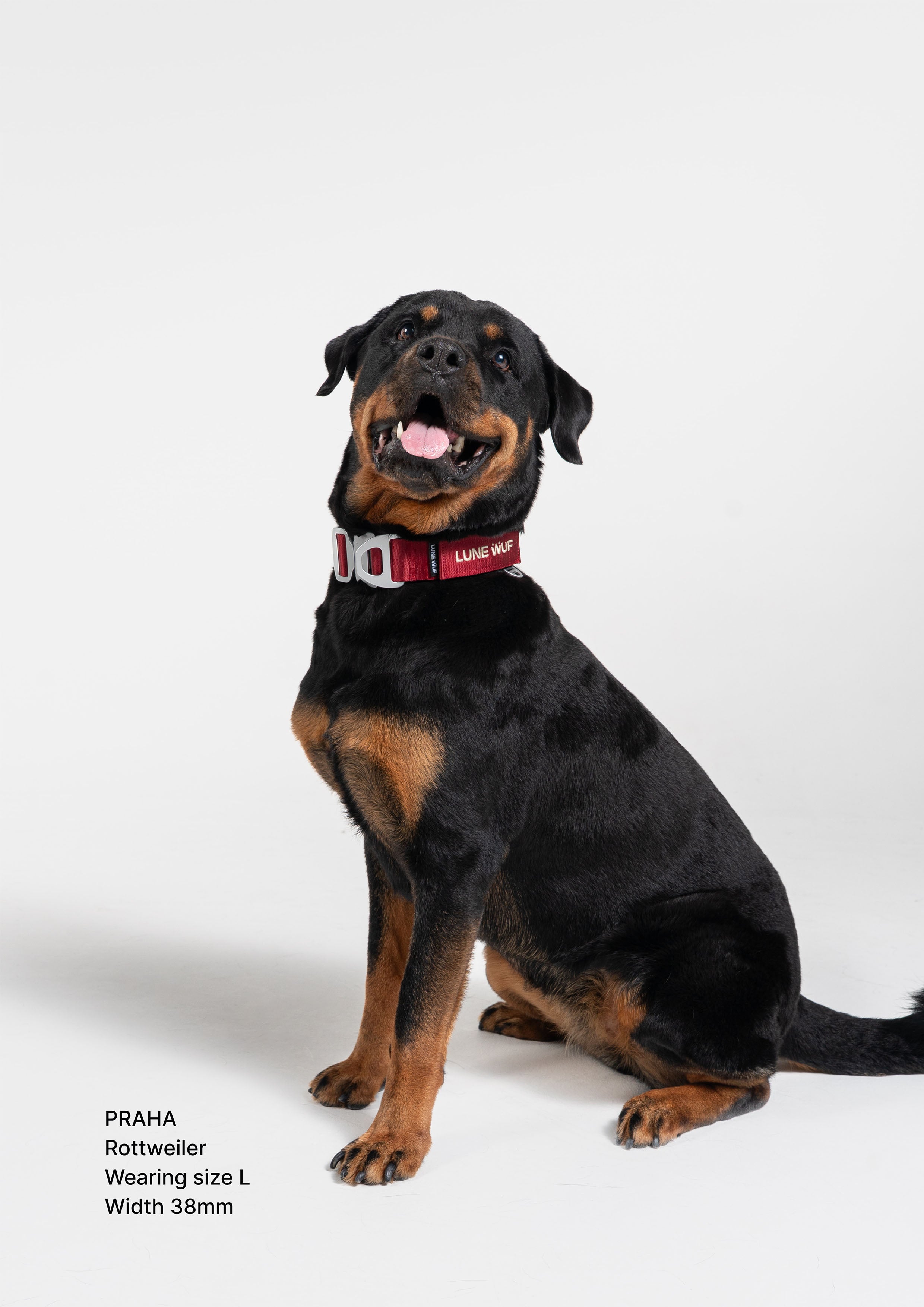 Everyday Collar (Signature Red)