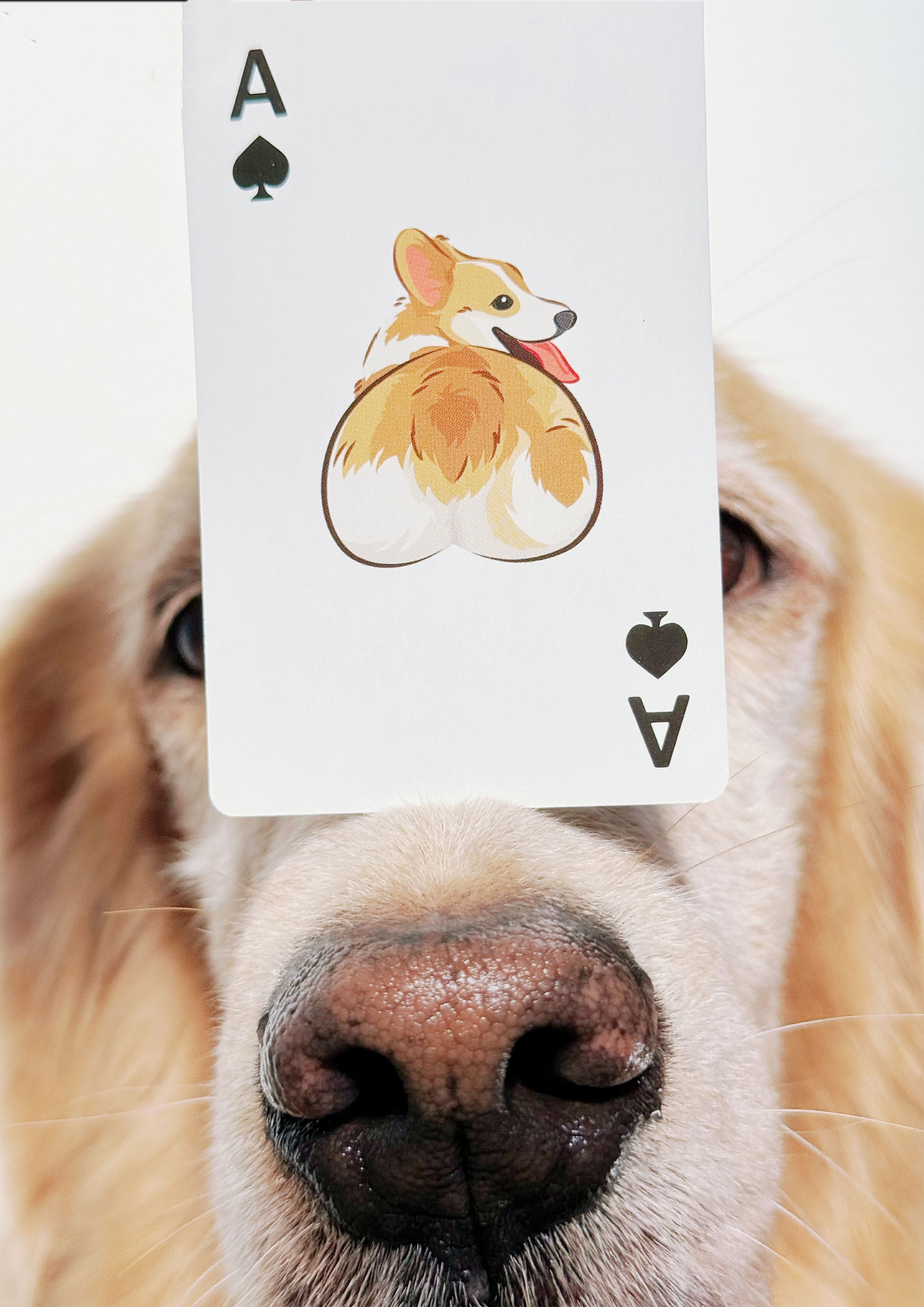Haiwan Playing Cards