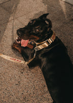 Buckle Martingale (Sand Dune)