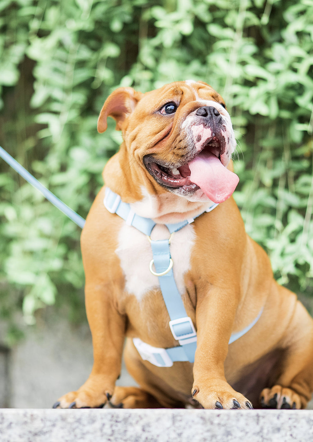Lite Maxi Harness (Cornflower)