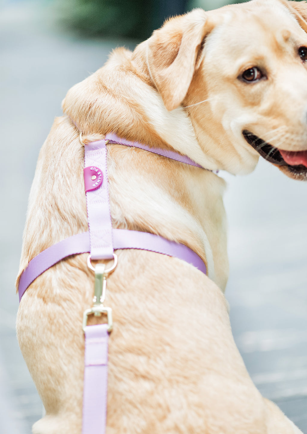 Lite Maxi Harness (Taro)
