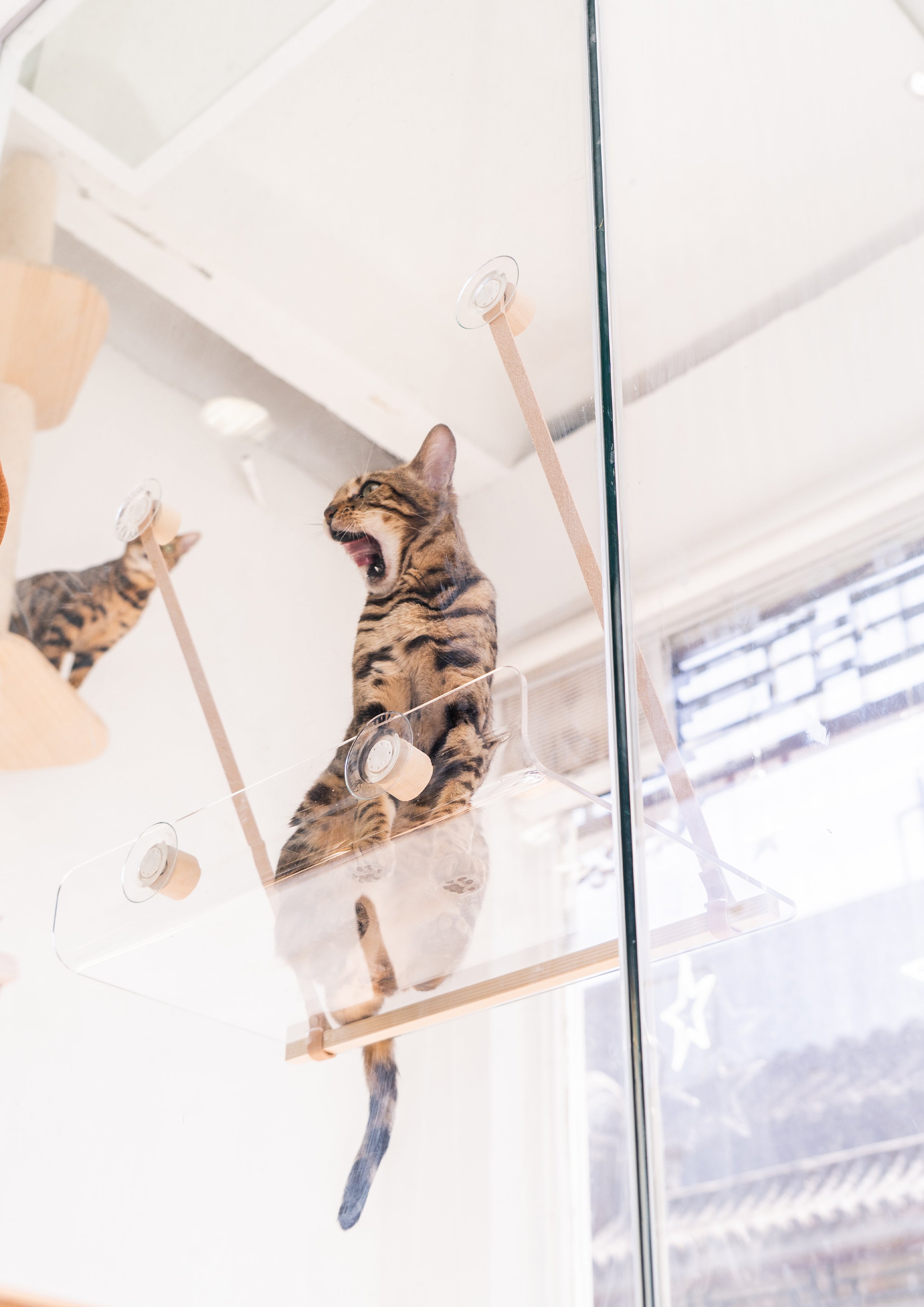 Invisible Cat Hammock