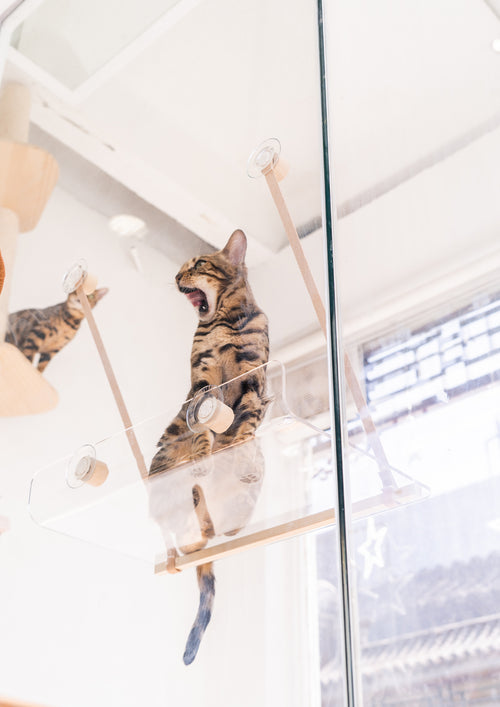 Invisible Cat Hammock