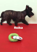 Gori (Olive Green)