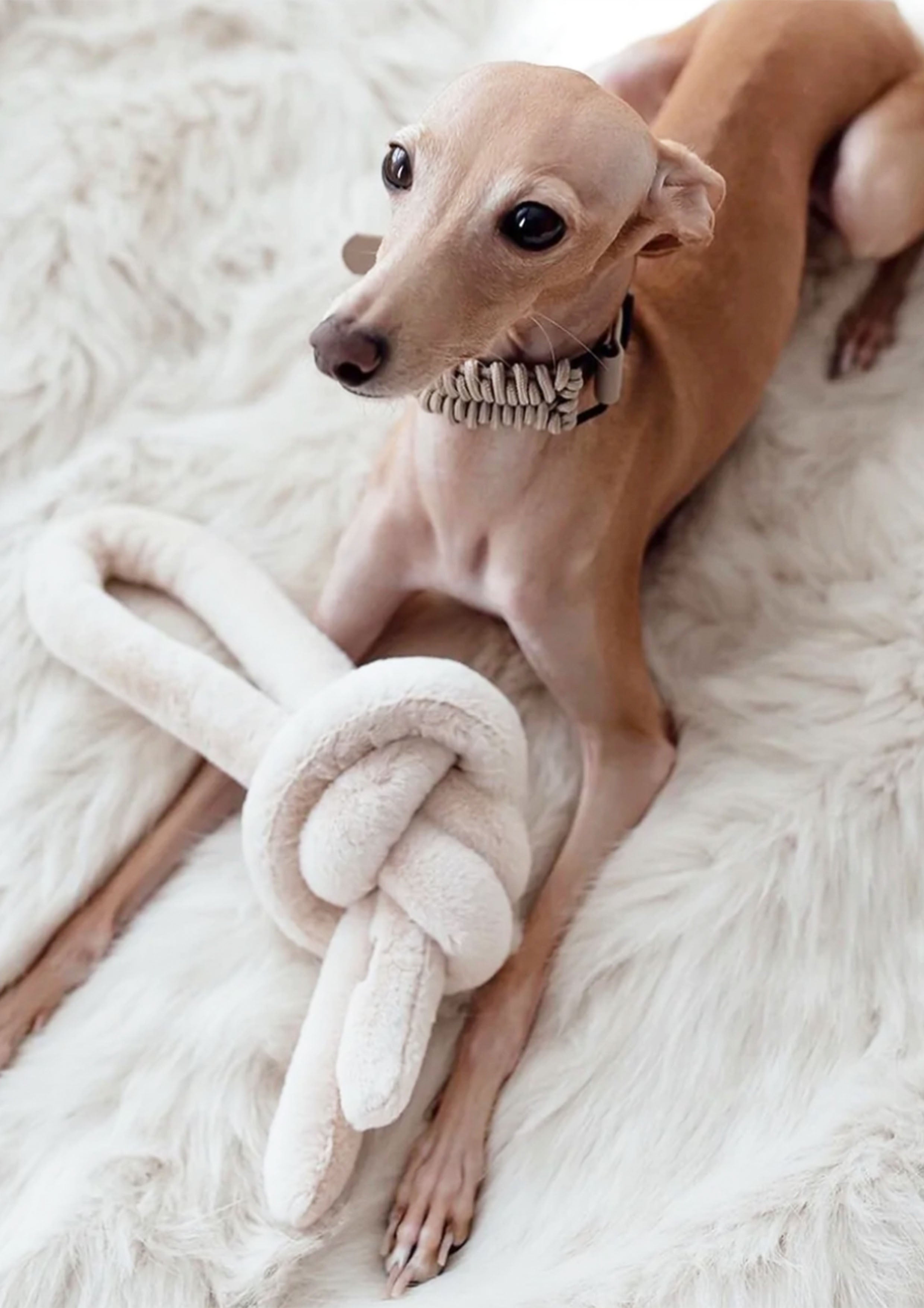 FOSSIL Paracord Collar