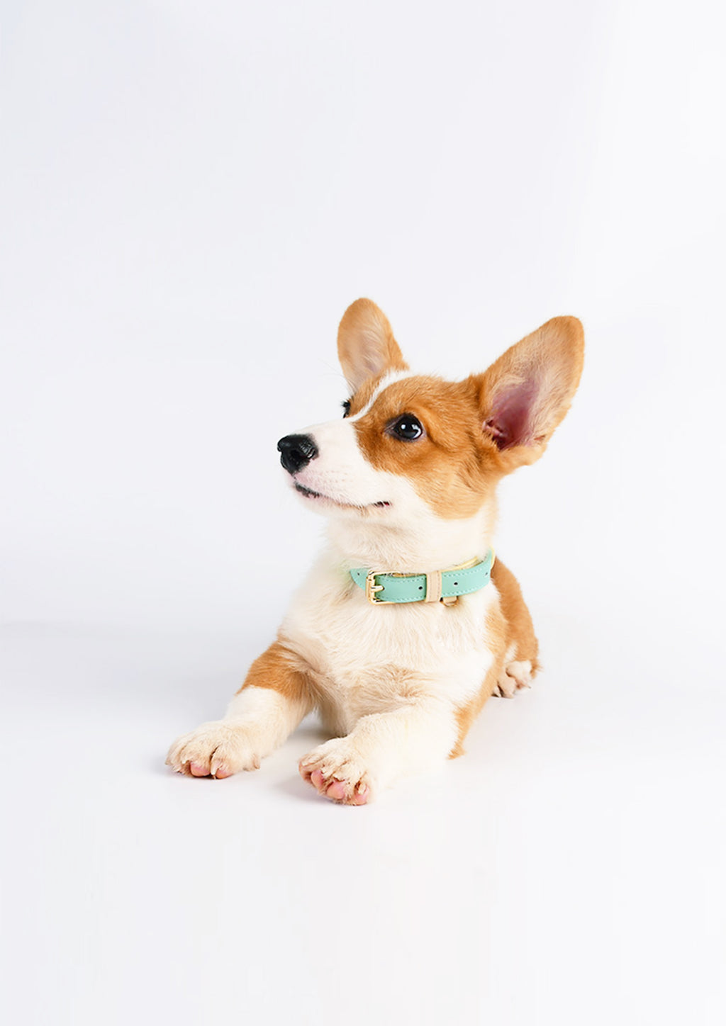 CURIO Collar & Leash Set (Lilac)
