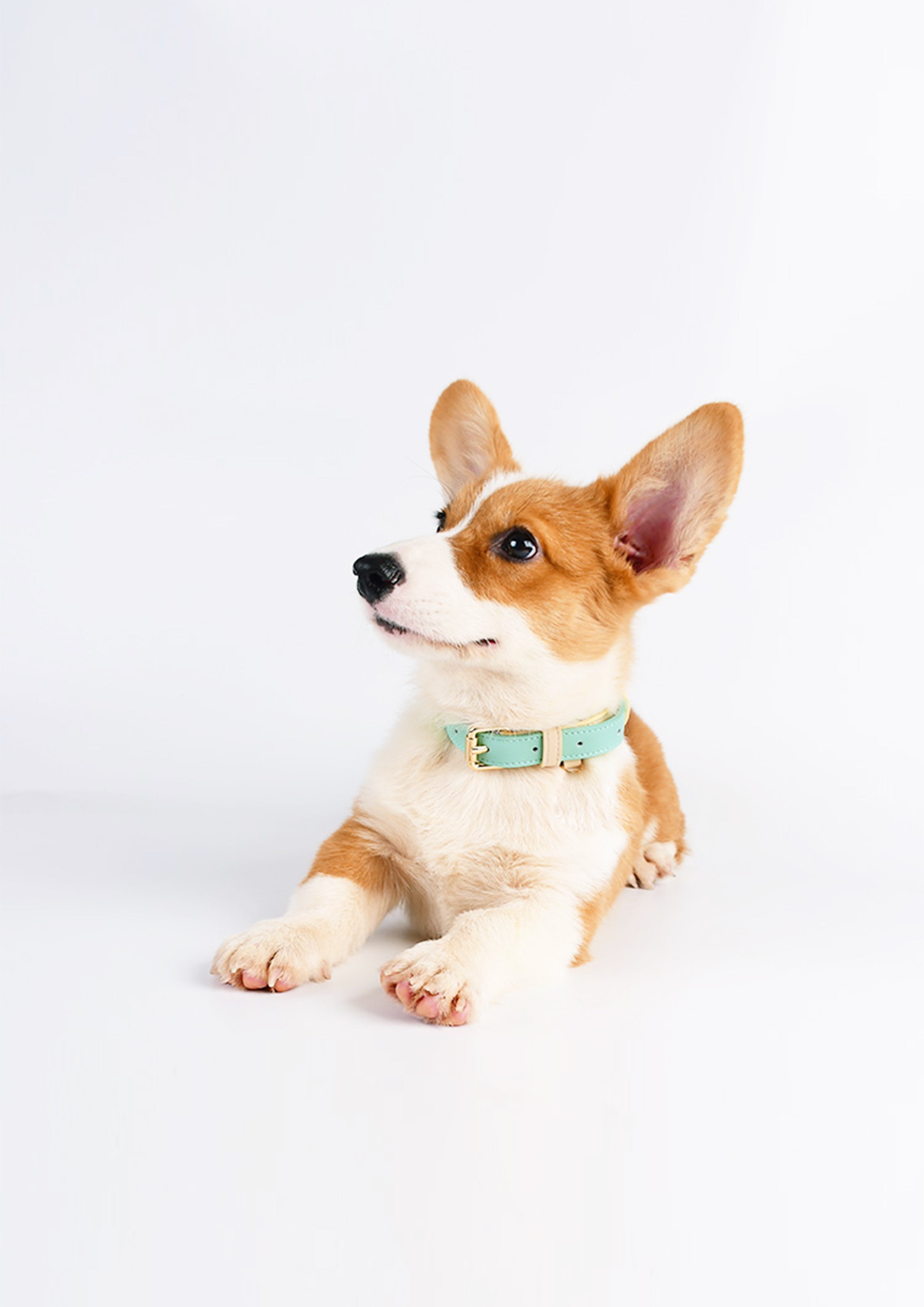 CURIO Collar & Leash Set (Lilac)