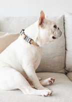 AVA Quick-release Metal Buckle Collar