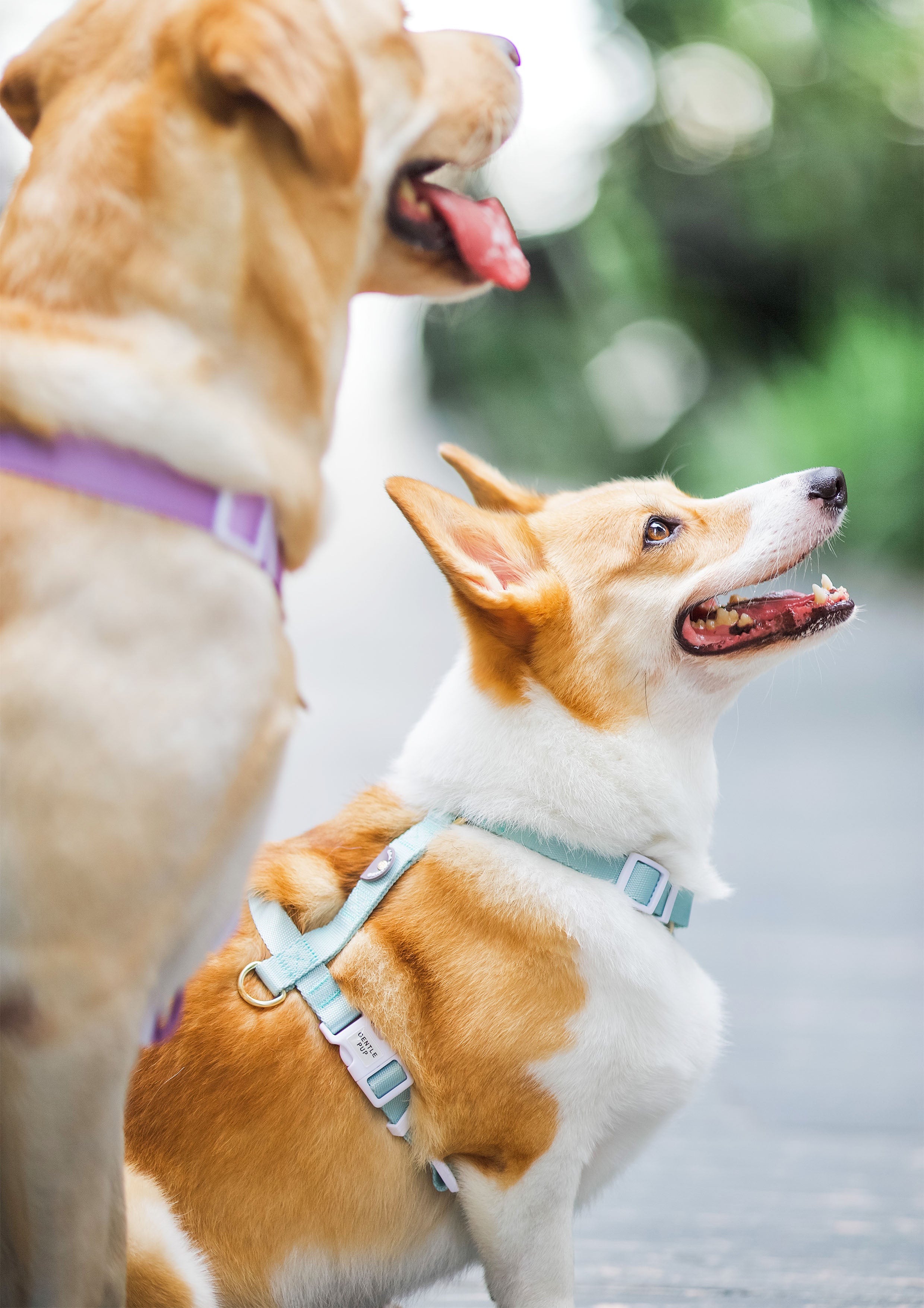Lite Maxi Harness (Pistachio)