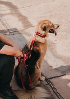 Plus Leash (Signature Red)