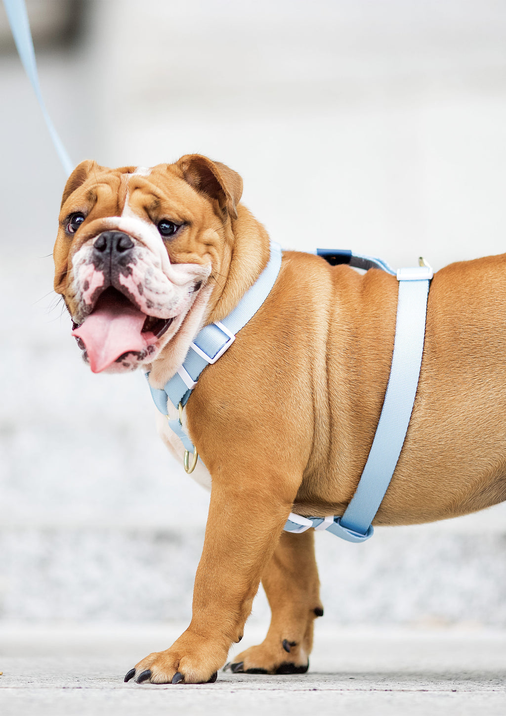 Lite Maxi Harness (Cornflower)