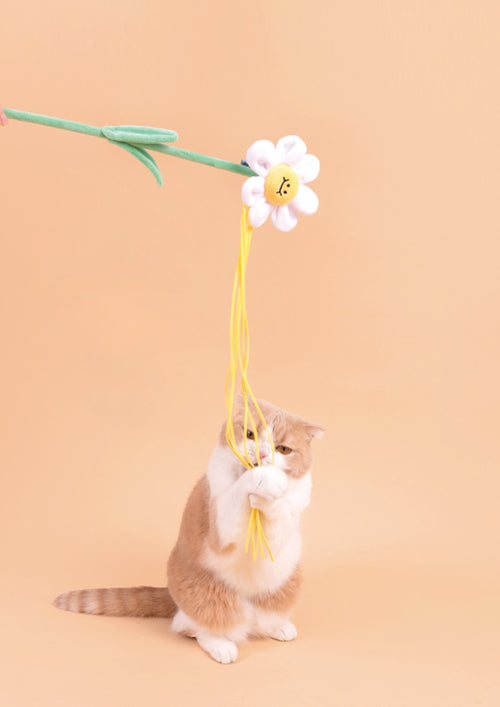 Daisy Cat Teaser with Catnip
