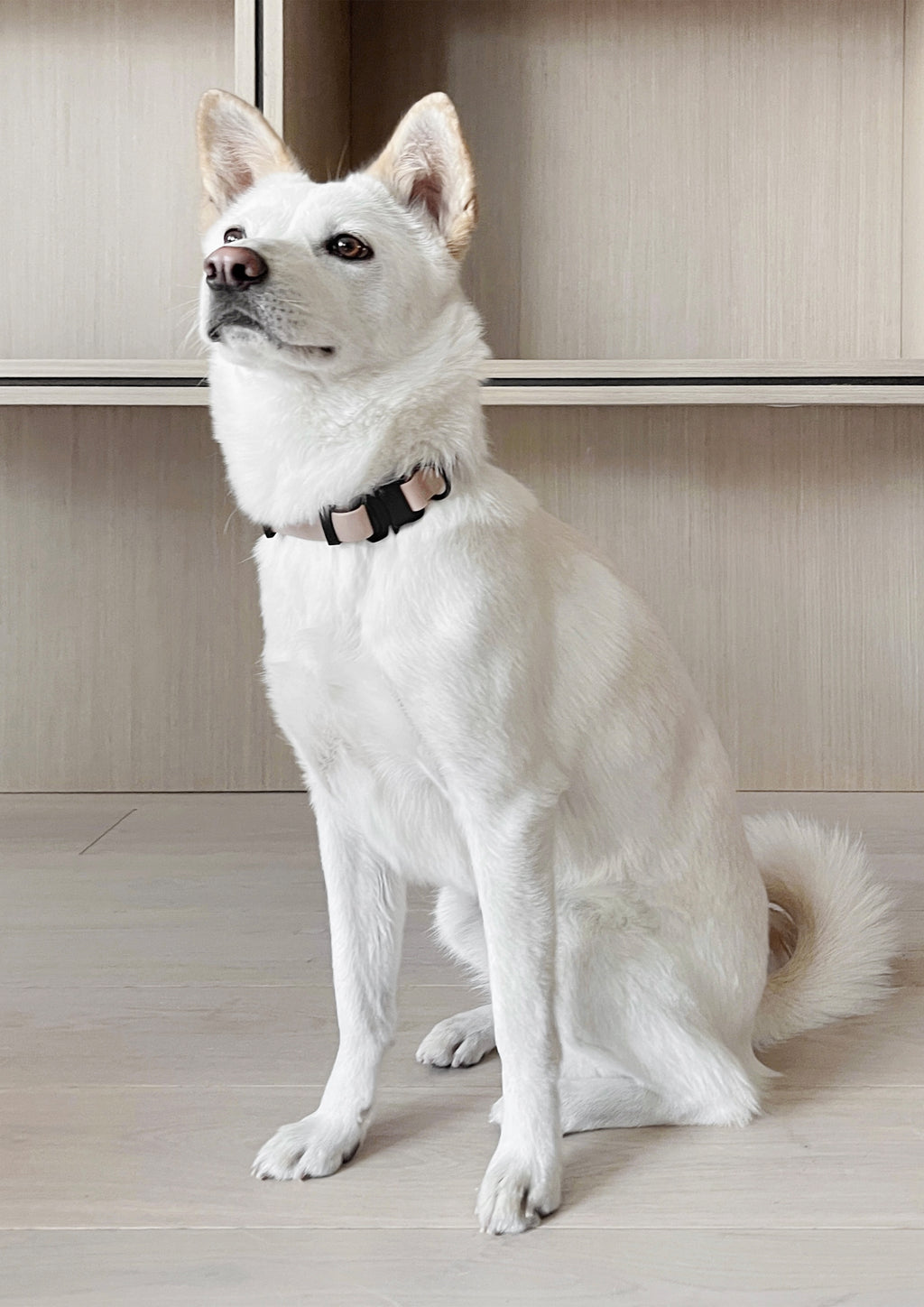 AVA Quick-release Metal Buckle Collar