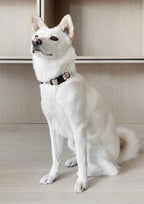 AVA Quick-release Metal Buckle Collar