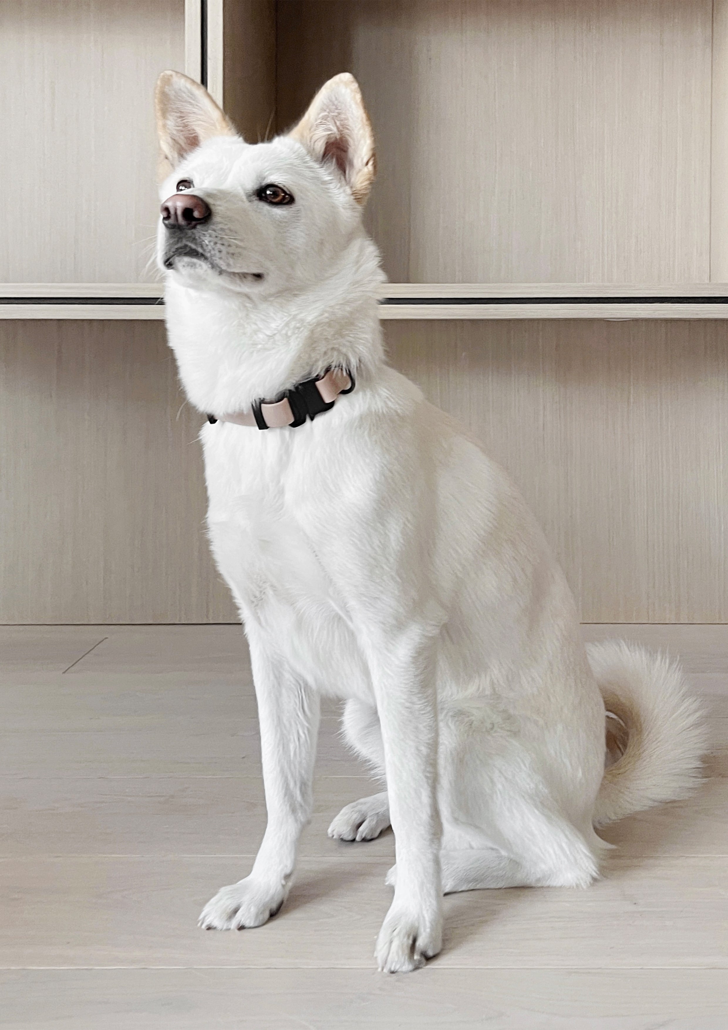 AVA Quick-release Metal Buckle Collar