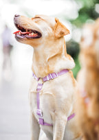 Lite Maxi Harness (Taro)