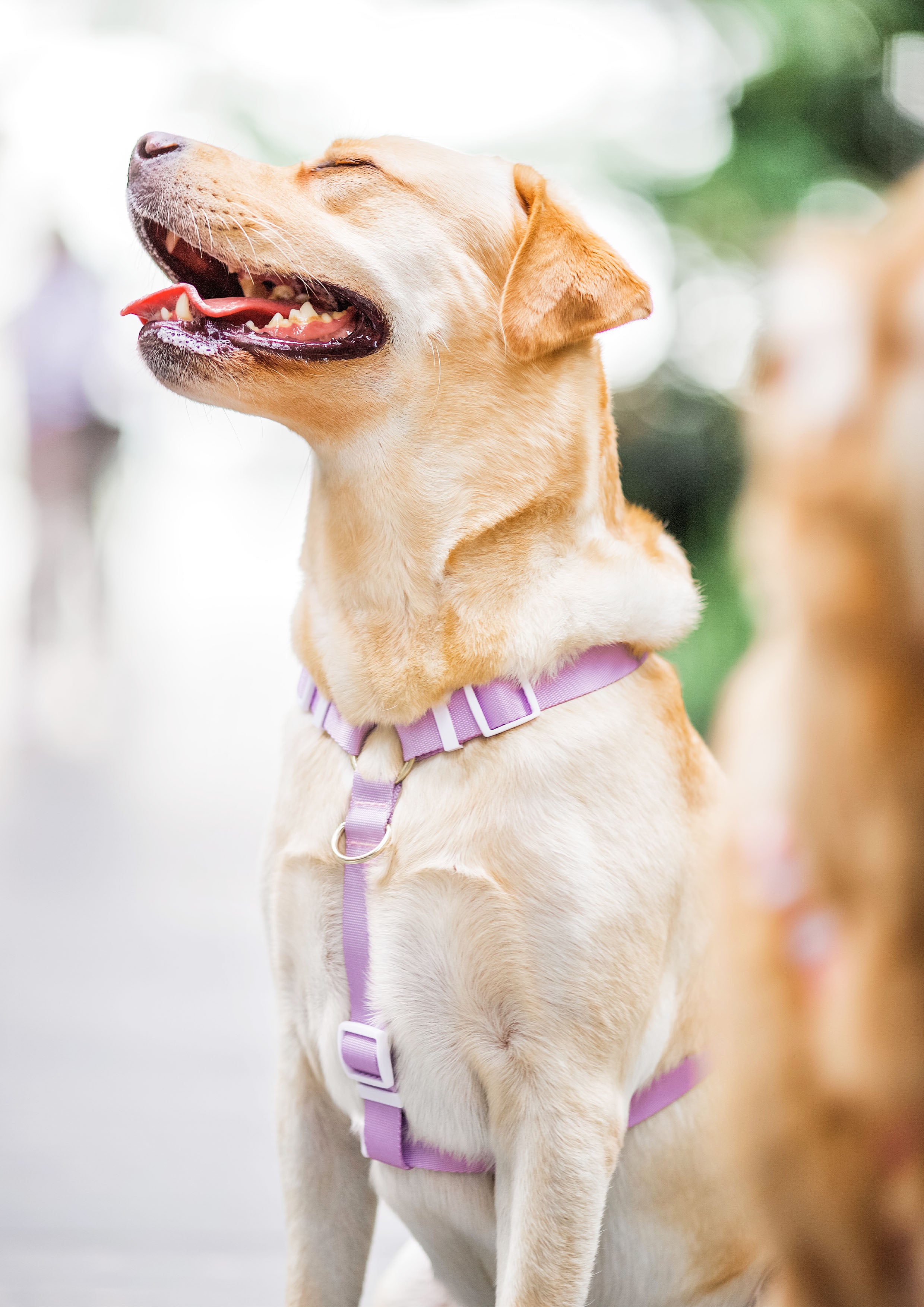 Lite Maxi Harness (Taro)