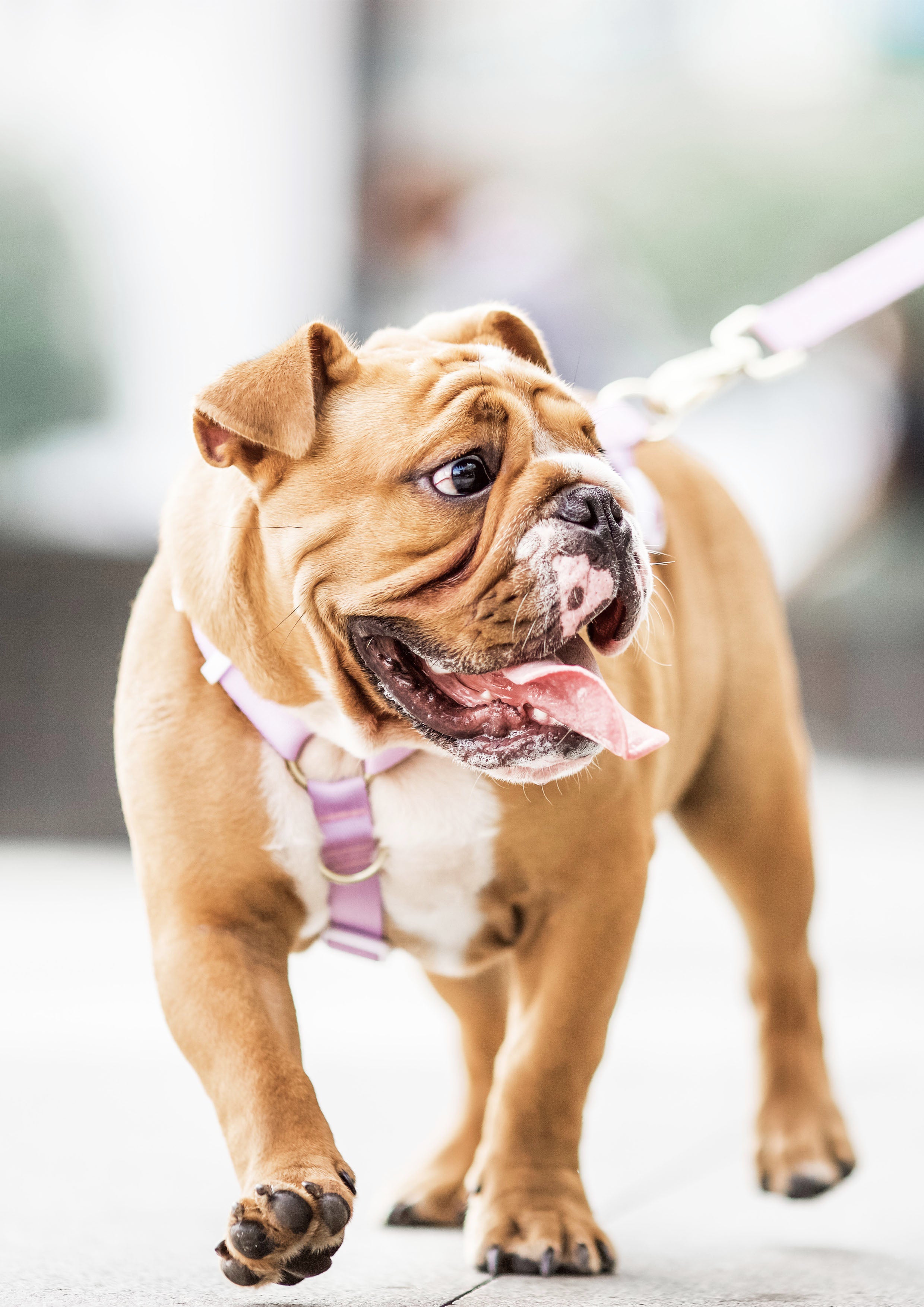 Lite Maxi Harness (Taro)