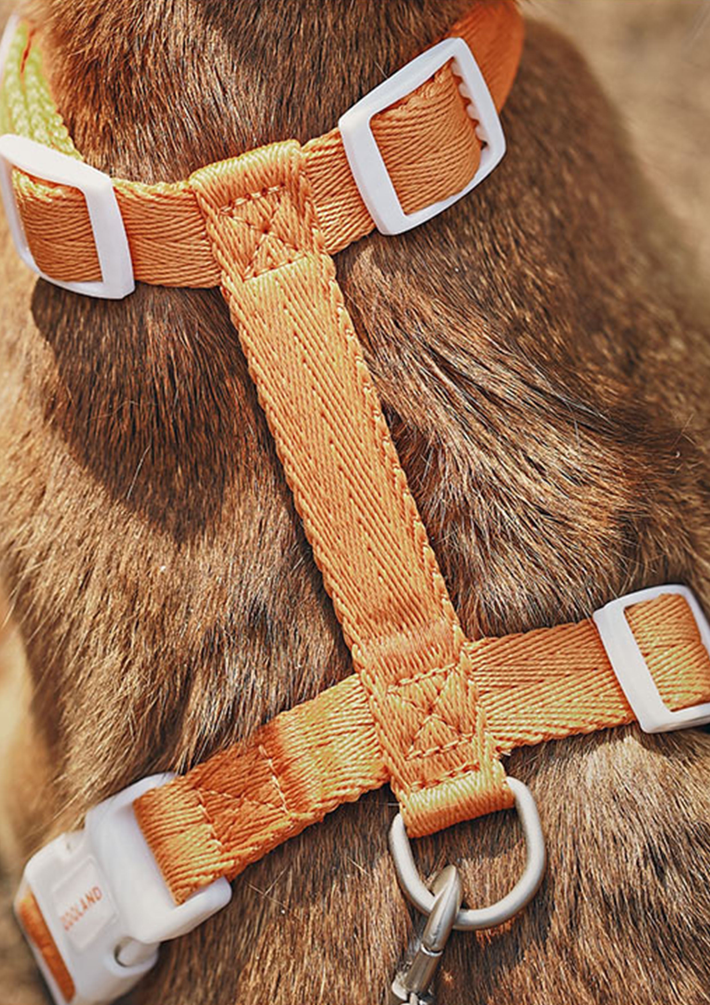 Zooland Harness & Leash Set (Orange)
