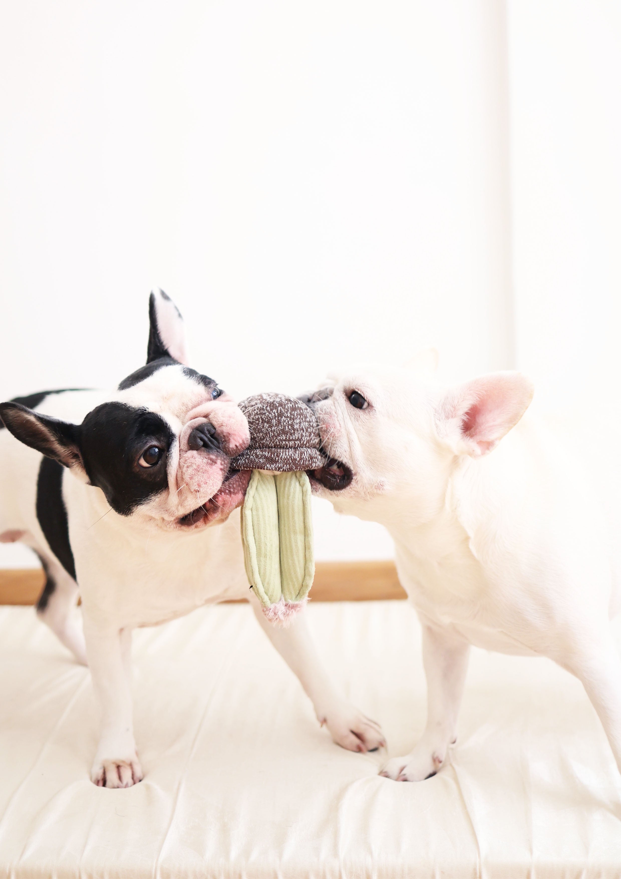 CACTUS Snuffle + Squeaky