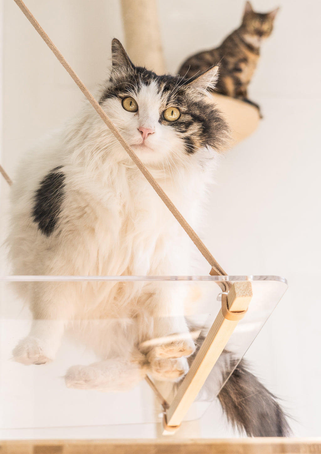 Invisible Cat Hammock