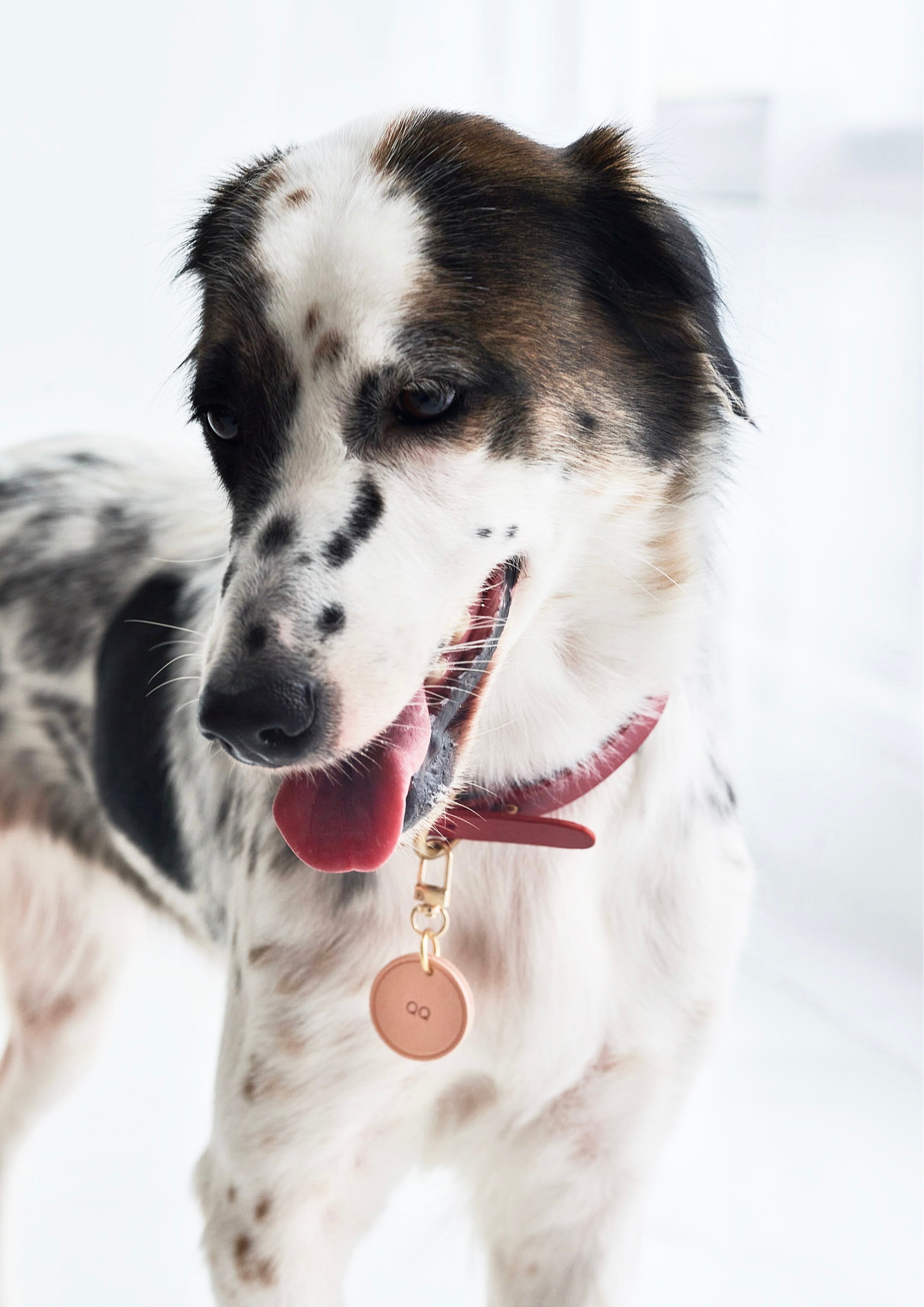 BUTTERO Leather Collar