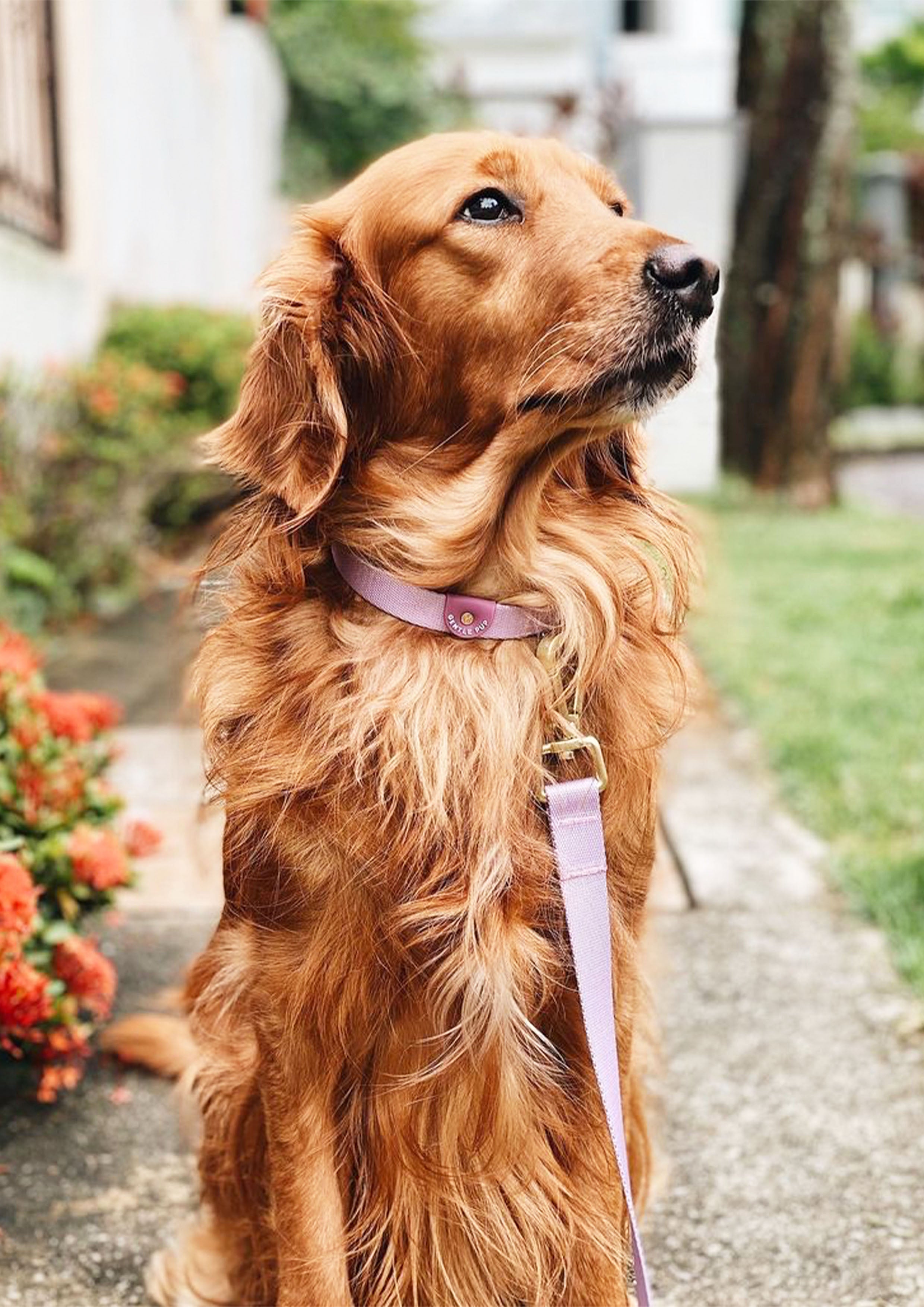 Lite Collar (Taro)
