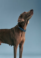 Gotefriend Collar