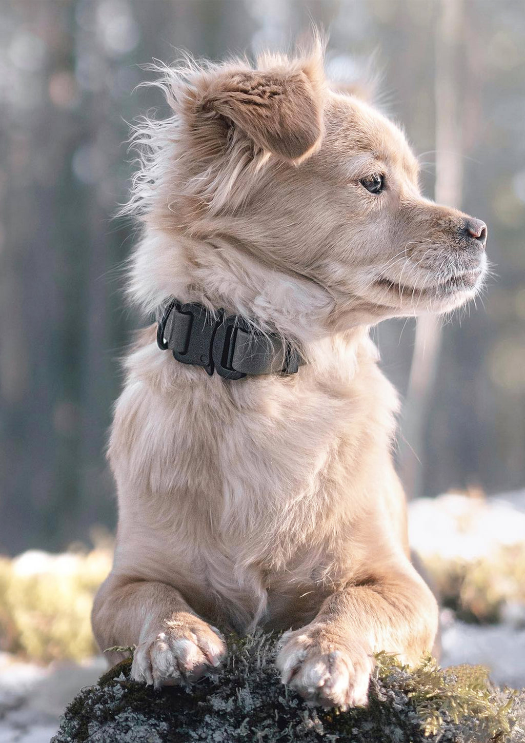 AVA Quick-release Metal Buckle Collar