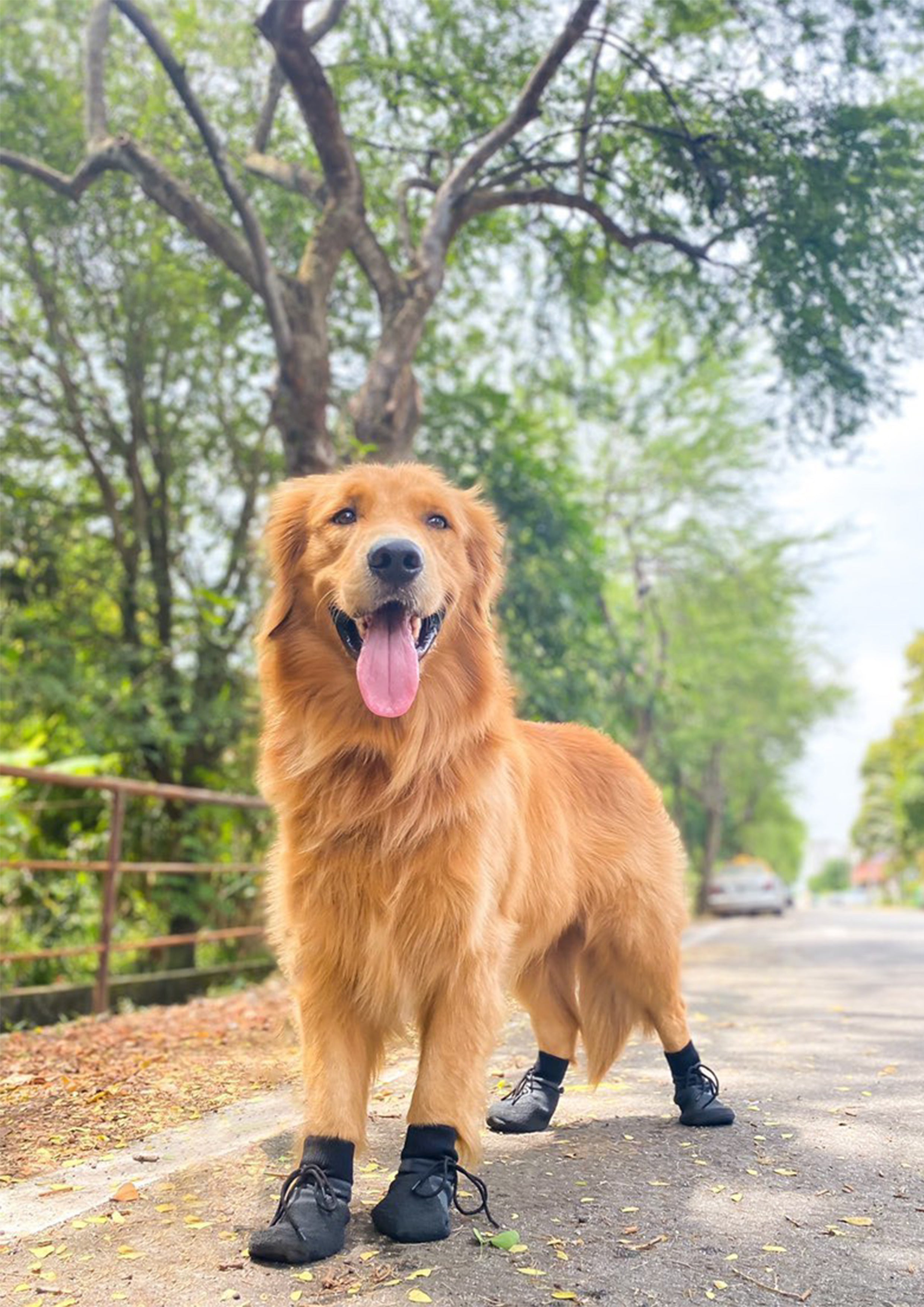 Yeezy Paws