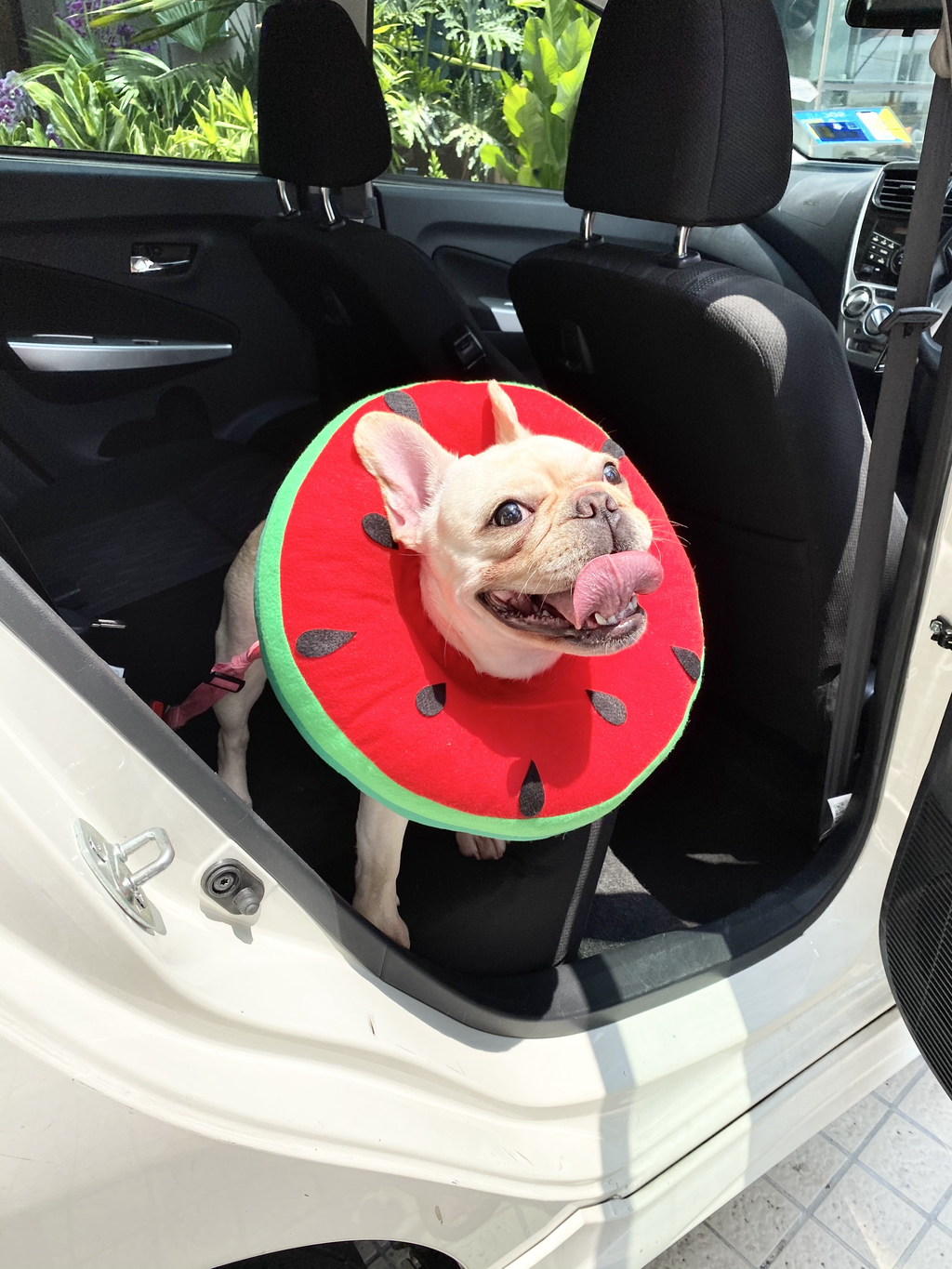 Watermelon Cone