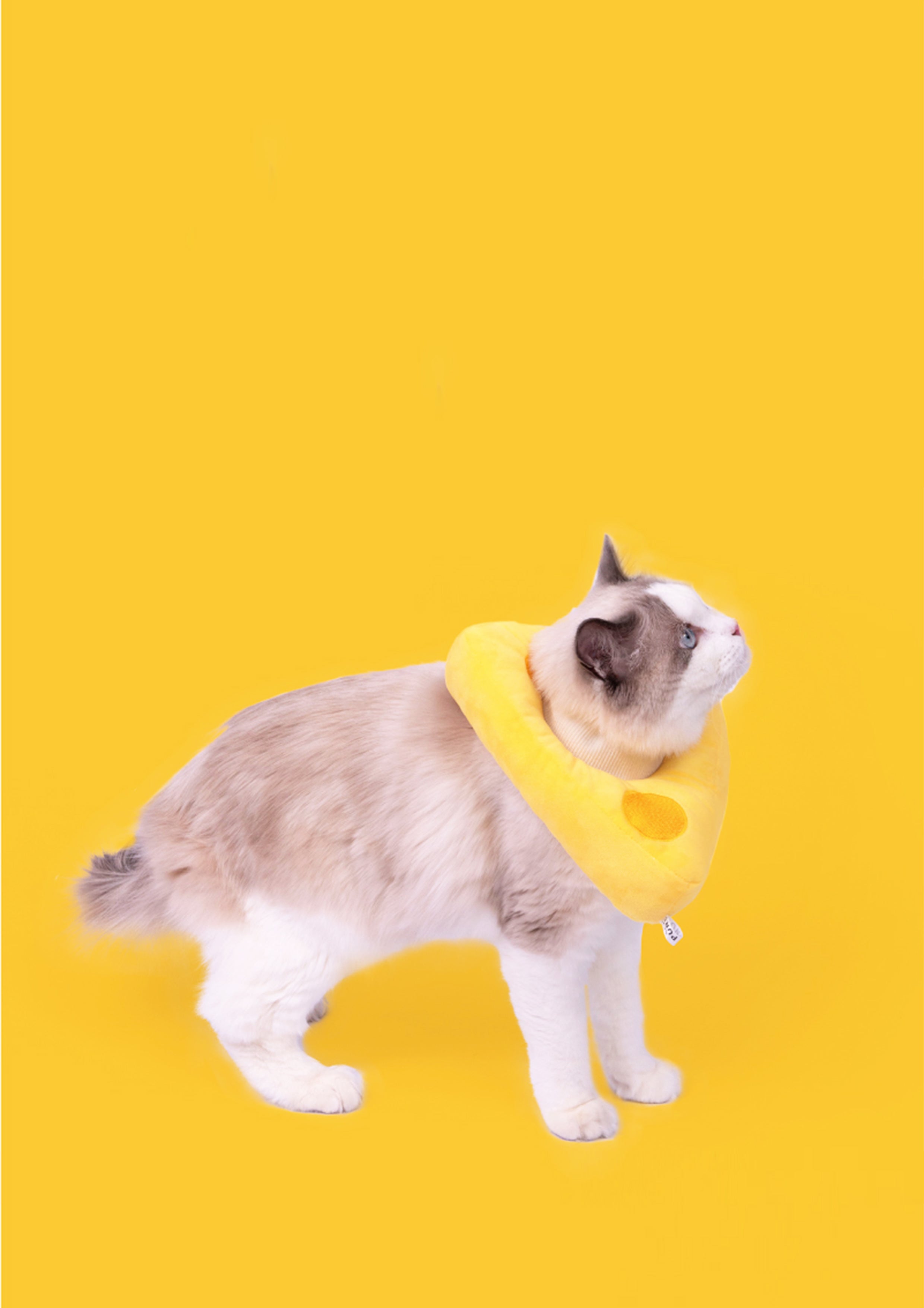 Cheese Cone
