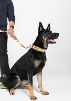 Buckle Martingale (Sand Dune)
