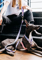 Taro Boba Harness