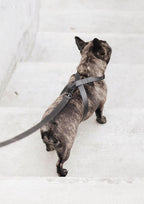 OTTO Figure 8 Harness