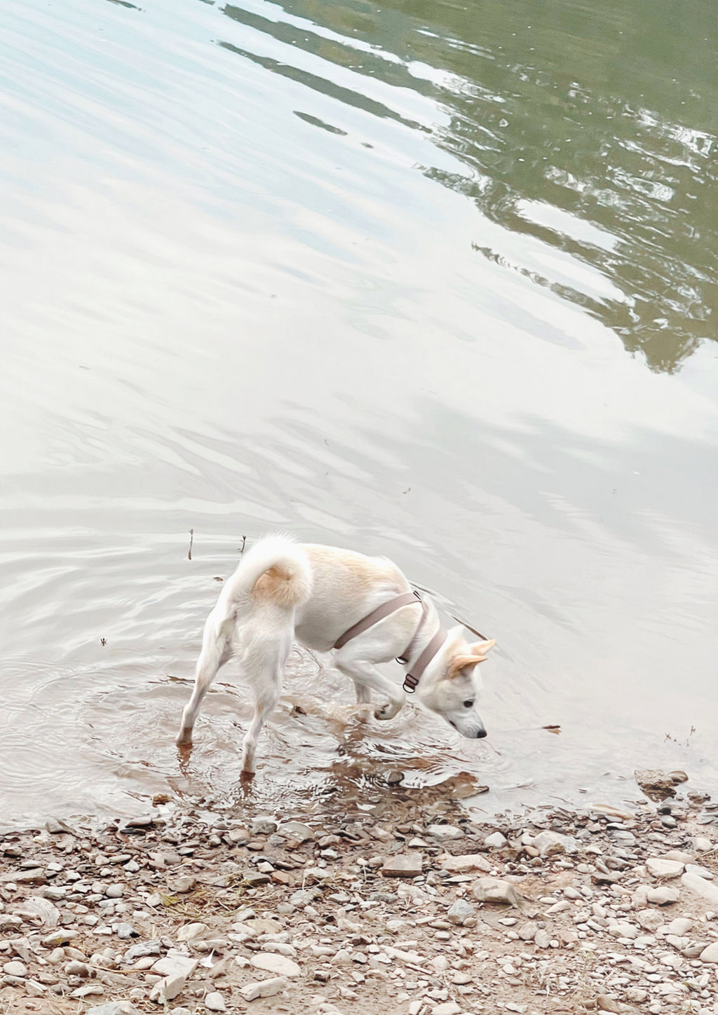 MAIA Limited Slip Collar