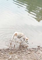 MAIA Limited Slip Collar