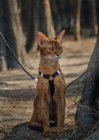 Zooland Harness & Leash Set (Black)
