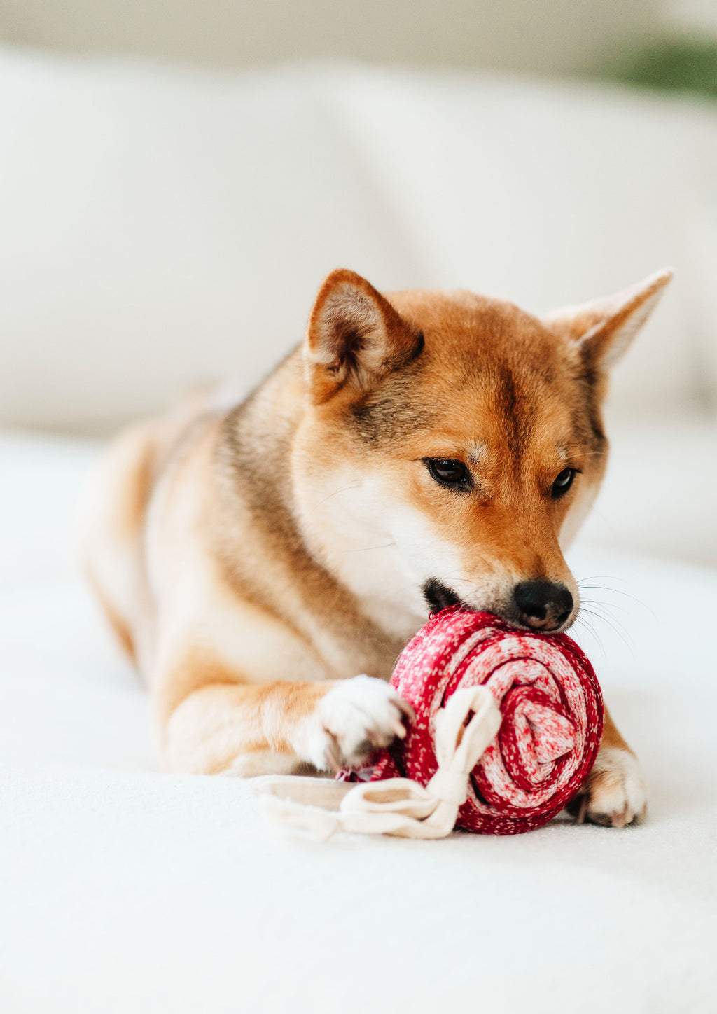 LOLLIPOP Snuffle