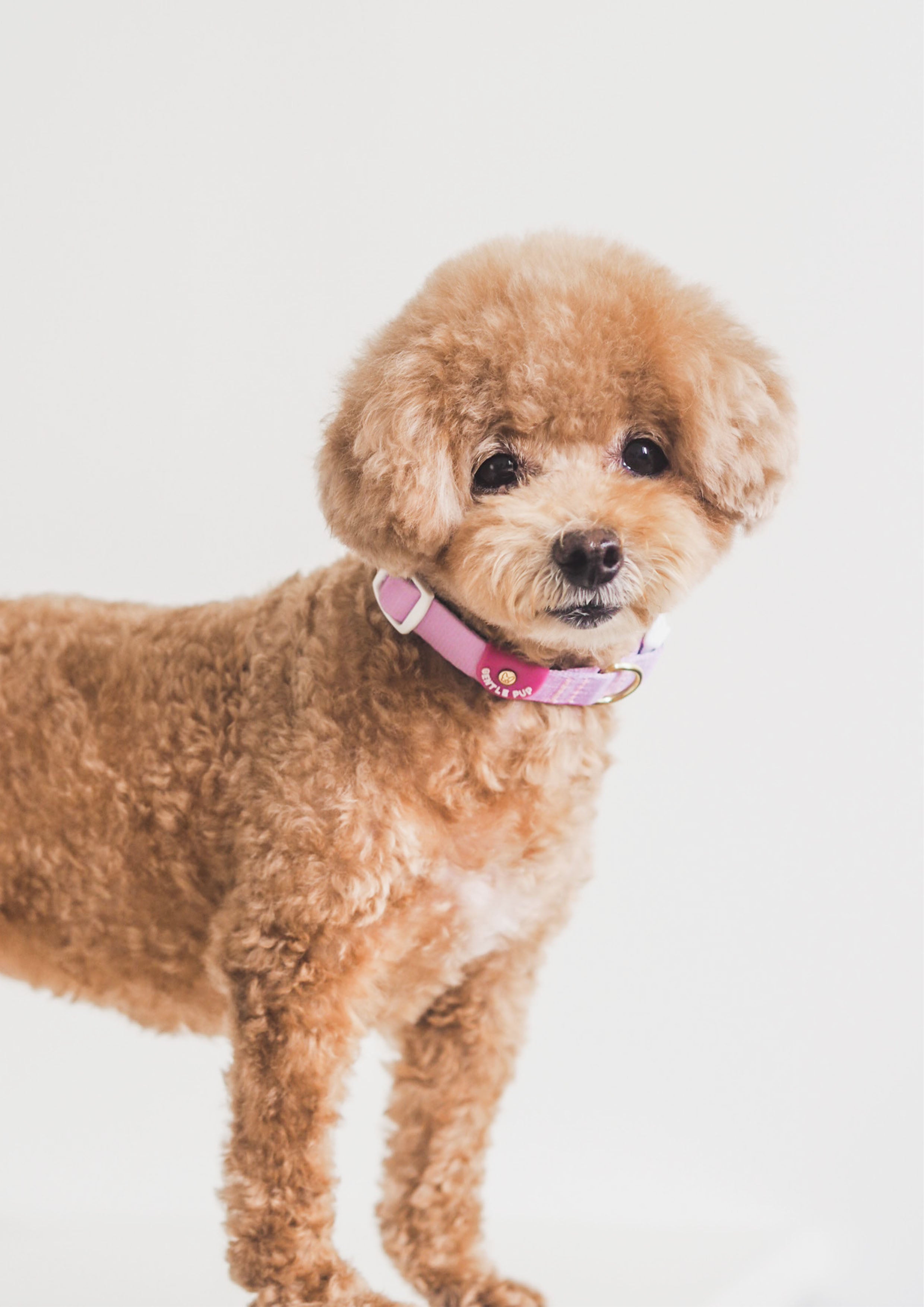 Lite Collar (Taro)