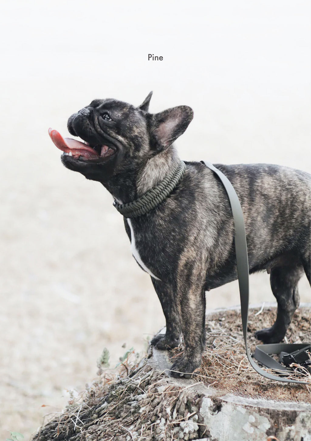 FOSSIL Paracord Collar