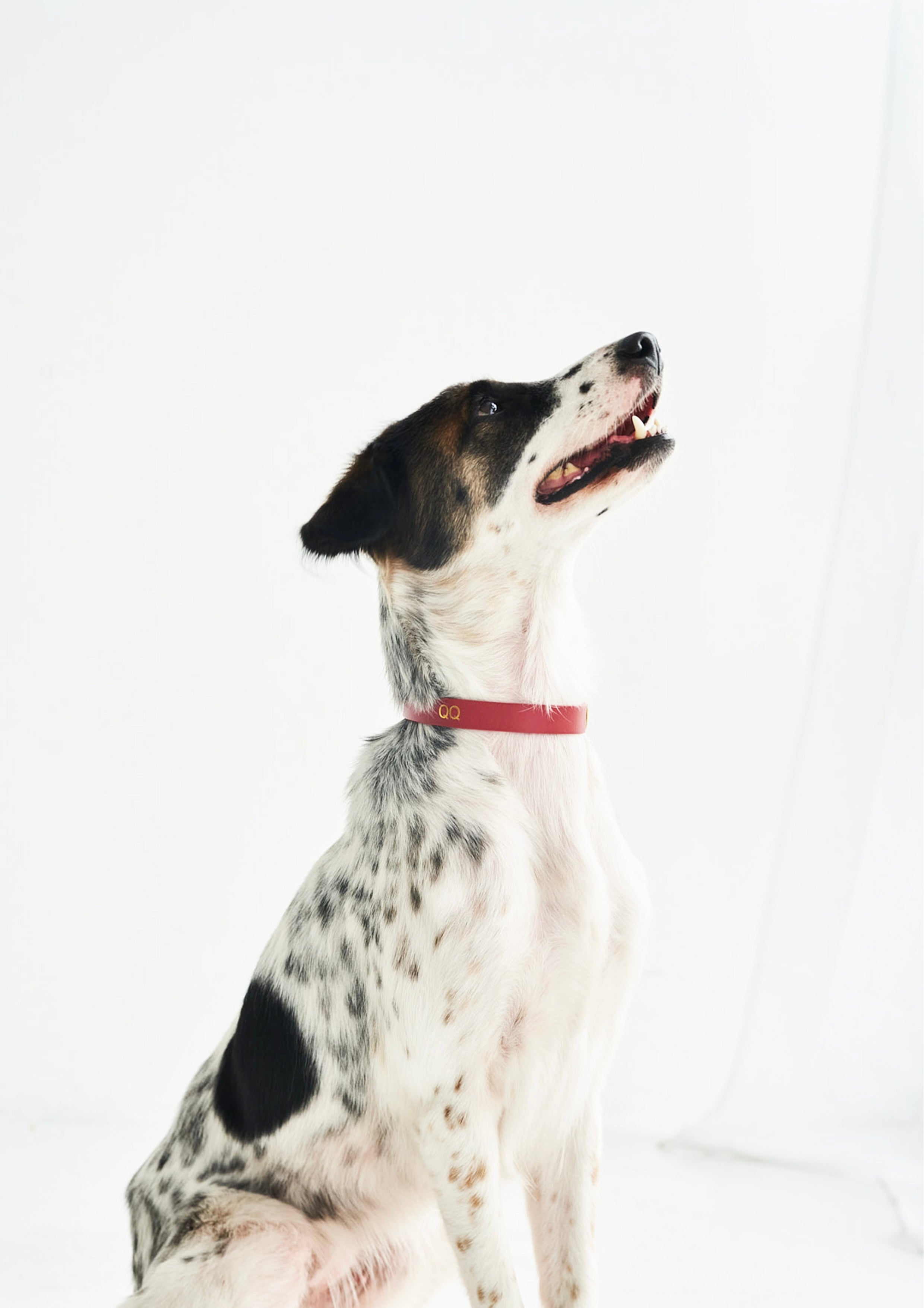 BUTTERO Leather Collar